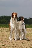 BARZOI 031
